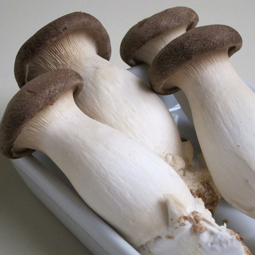 بذر قارچ شاه صدف