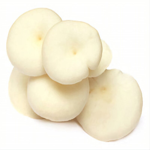 بذر قارچ صدفی سفید یک کیلوگرمی