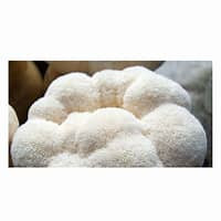 بذر قارچ یال شیر یک کیلو گرم