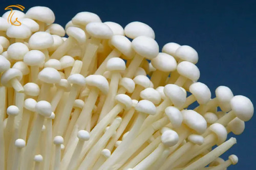 بذر قارچ انوکی یک کیلوگرم