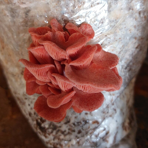 کمپوست قارچ صدفی صورتی (بسته دوکیلوگرمی)