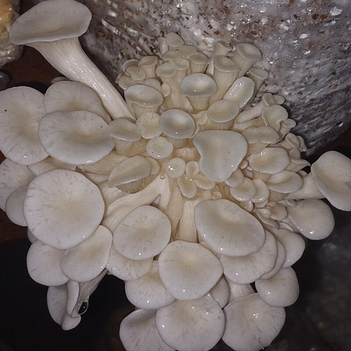 کمپوست قارچ صدفی سفید (بسته دوکیلوگرمی)