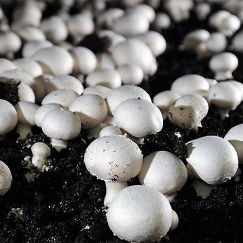 کمپوست و خاک پوششی قارچ دکمه ای