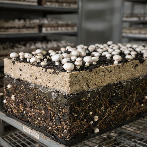 کمپوست قارچ دکمه ای تناژ یک تن